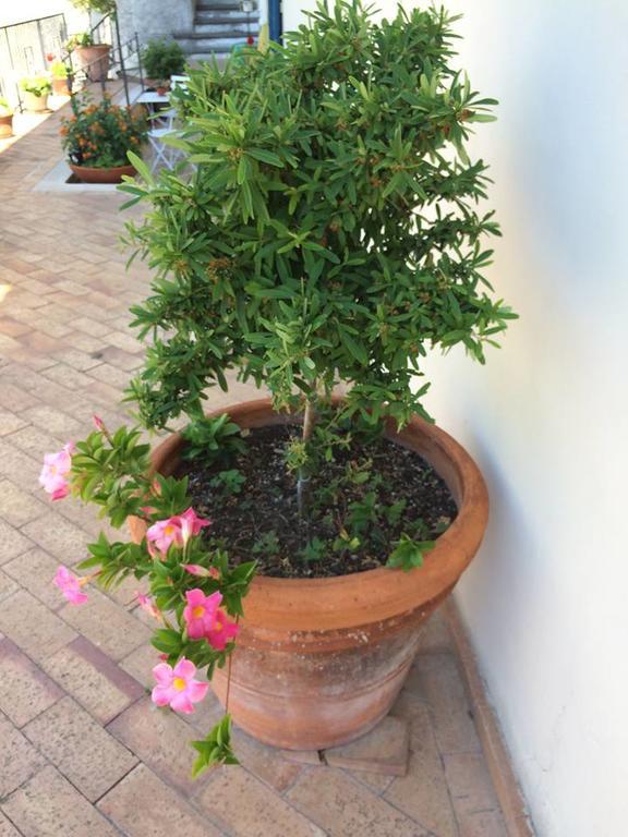 Le Terrazze Di Cristina Bed & Breakfast Vietri Bagian luar foto