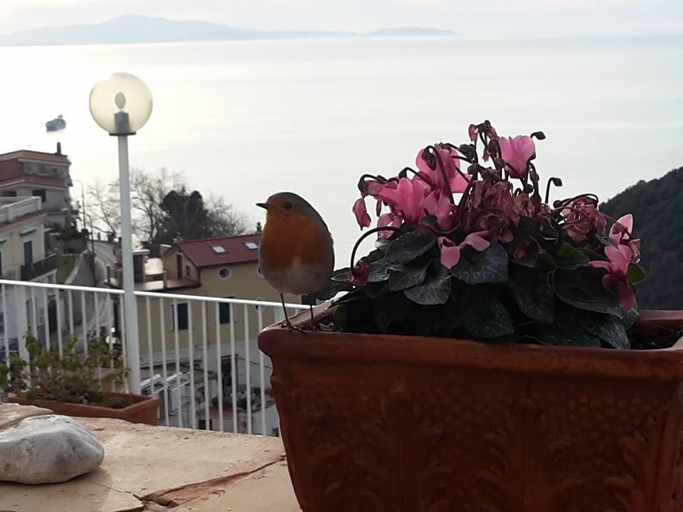 Le Terrazze Di Cristina Bed & Breakfast Vietri Bagian luar foto